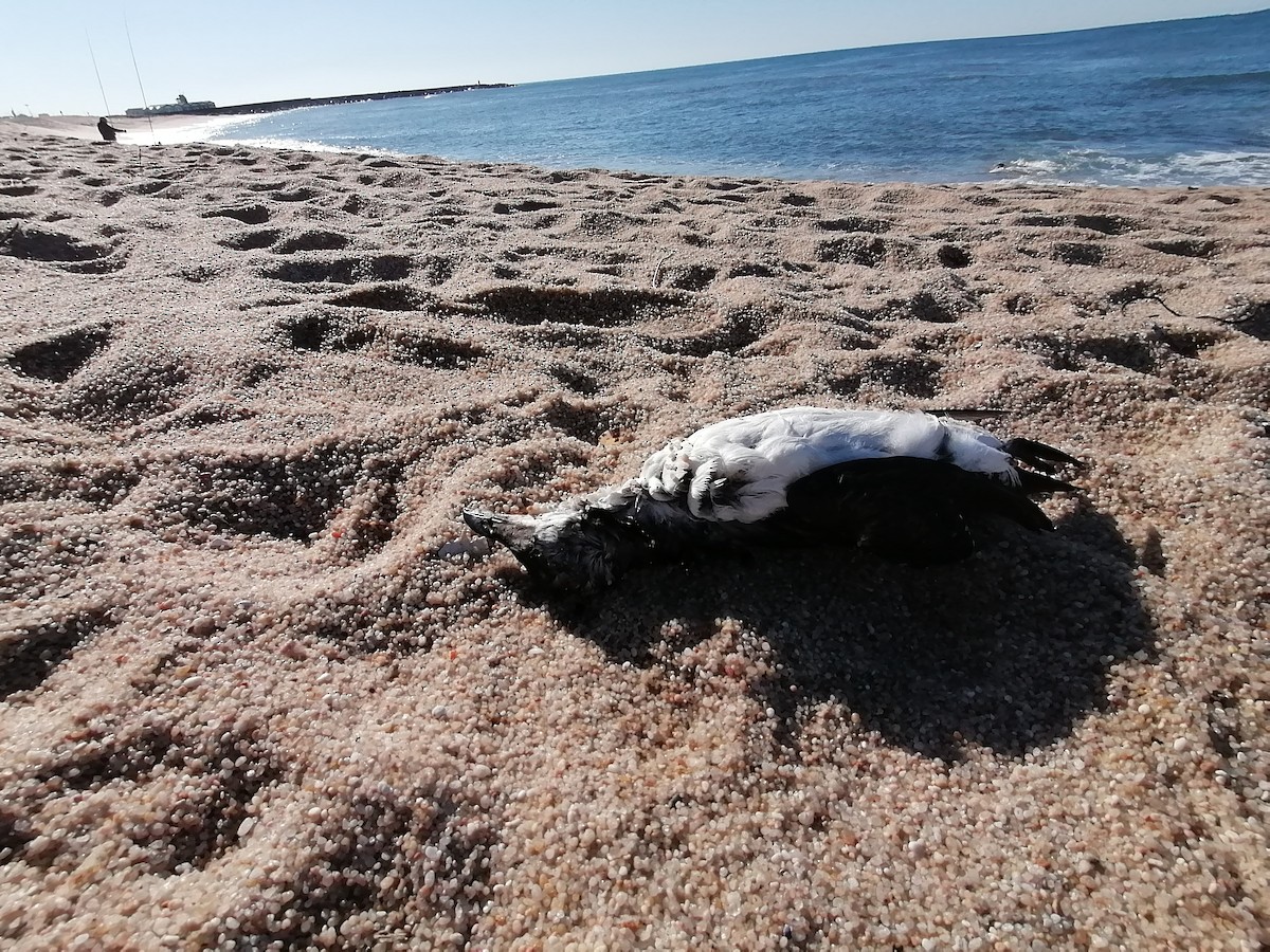 Pottorro arrunta - ML529359361