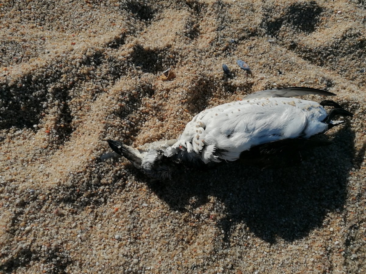 Pottorro arrunta - ML529359611