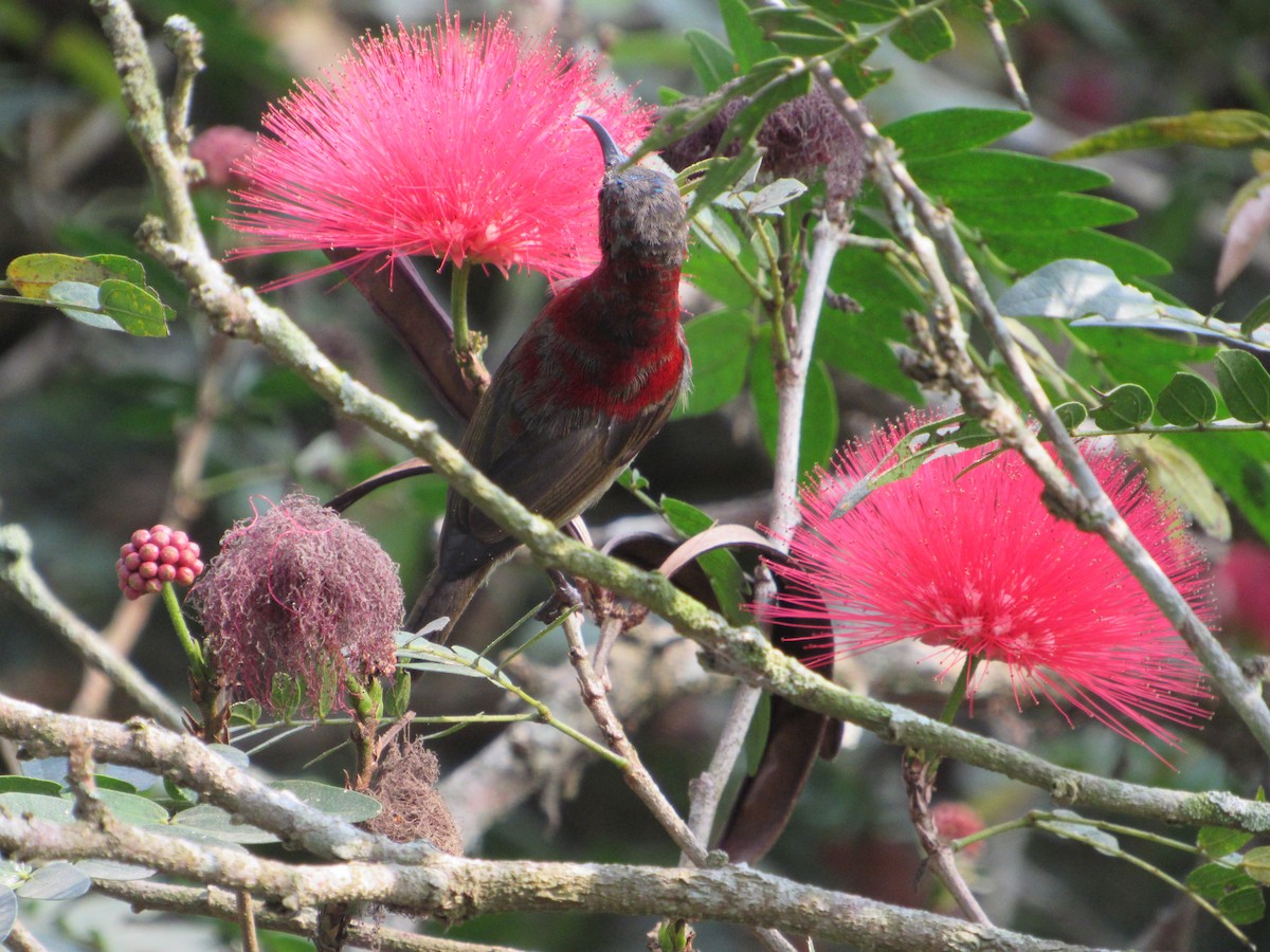 Crimson Sunbird - ML529359971