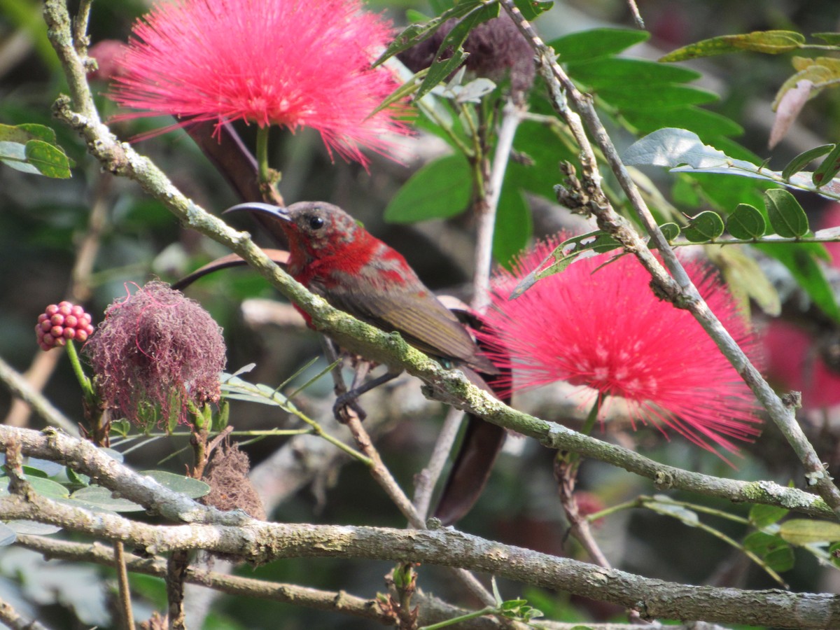 Crimson Sunbird - ML529360061