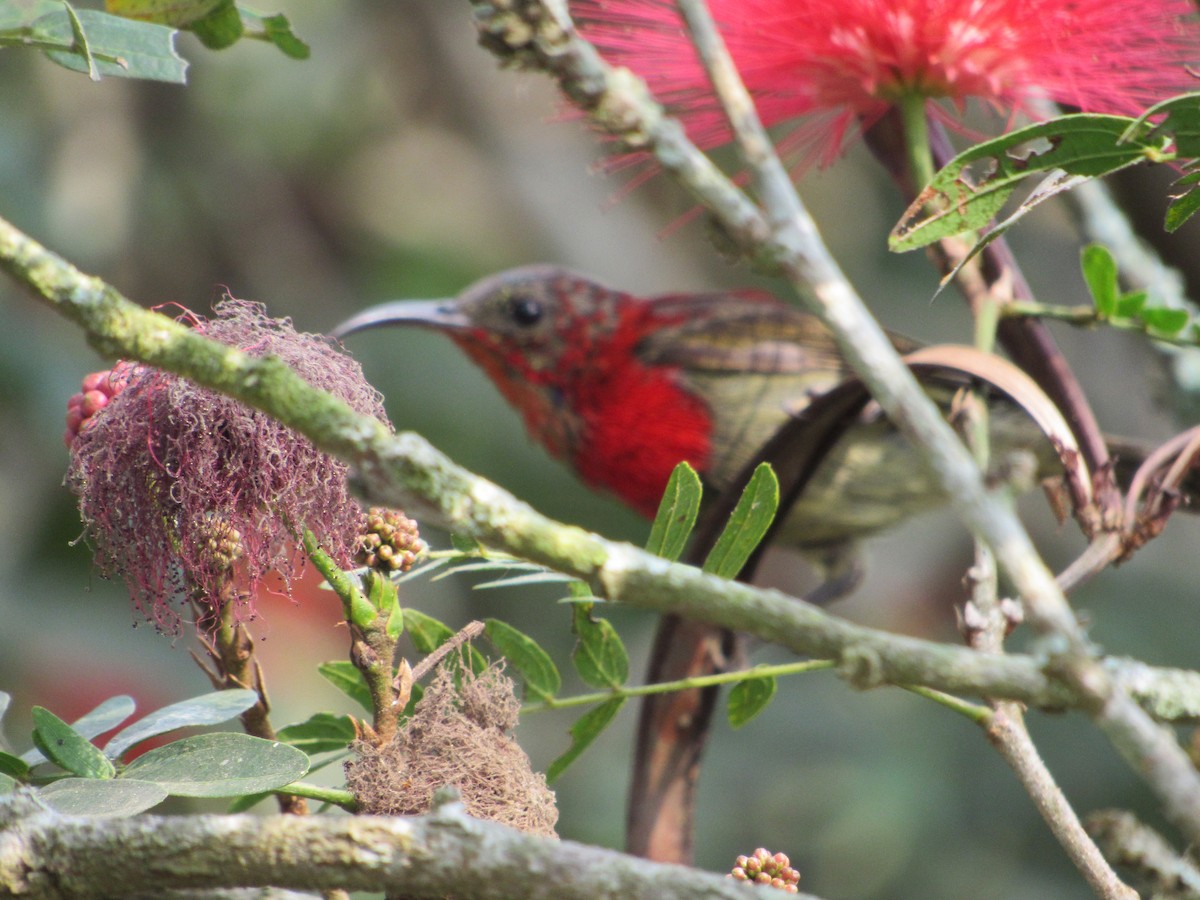 Crimson Sunbird - ML529360101