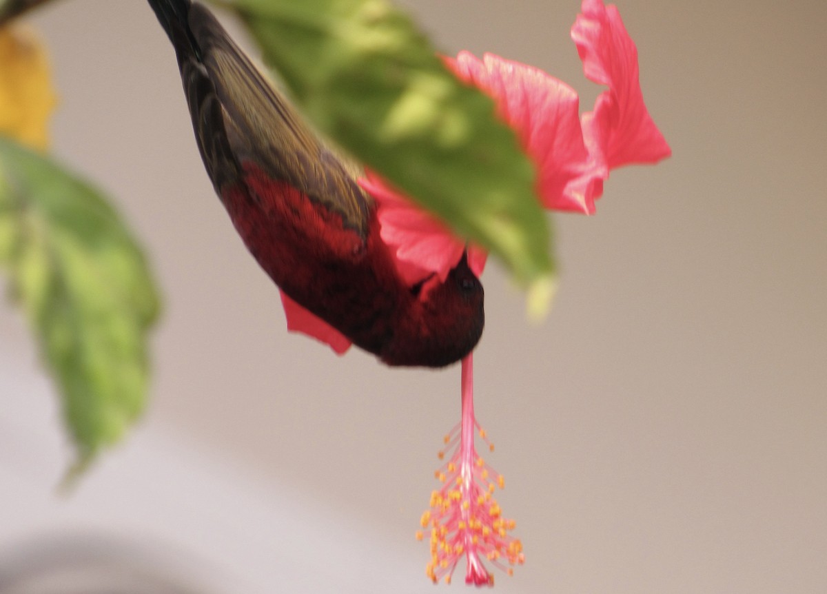Crimson Sunbird - ML529360121