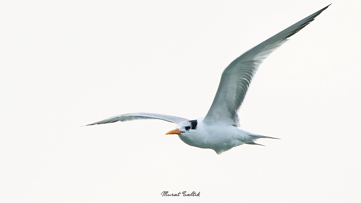 Lesser Crested Tern - Murat SALTIK