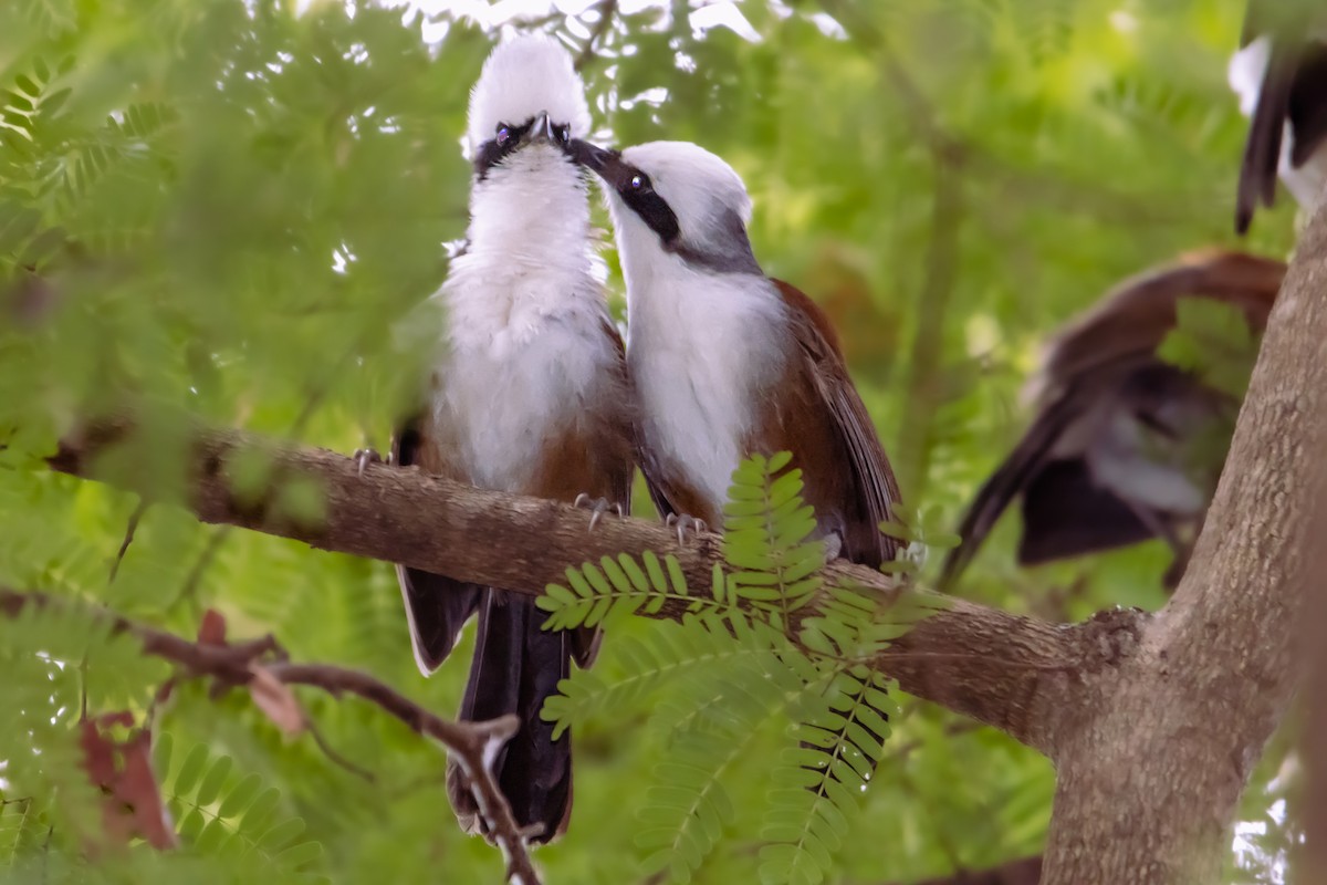 White-crested Laughingthrush - ML529360781