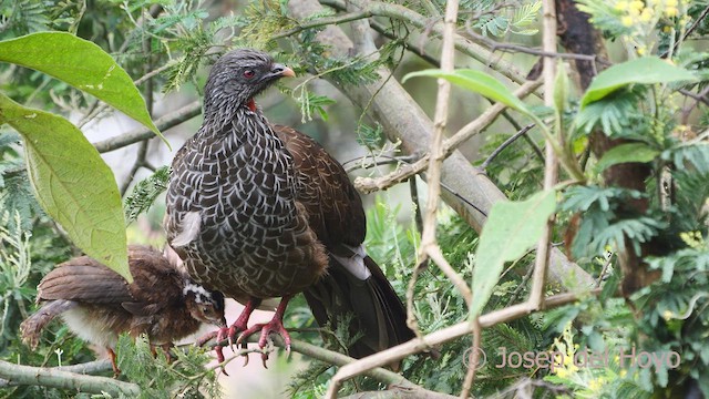 Andean Guan - ML529361331