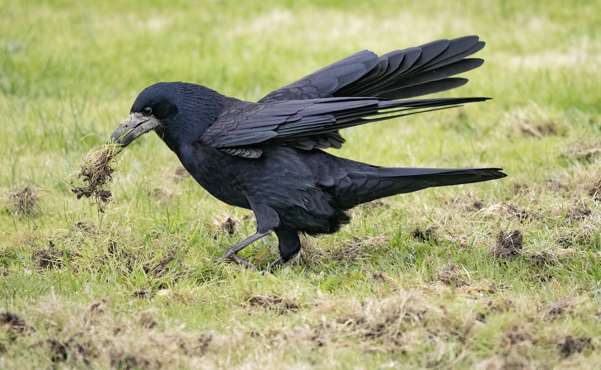 Corbeau freux - ML529361491