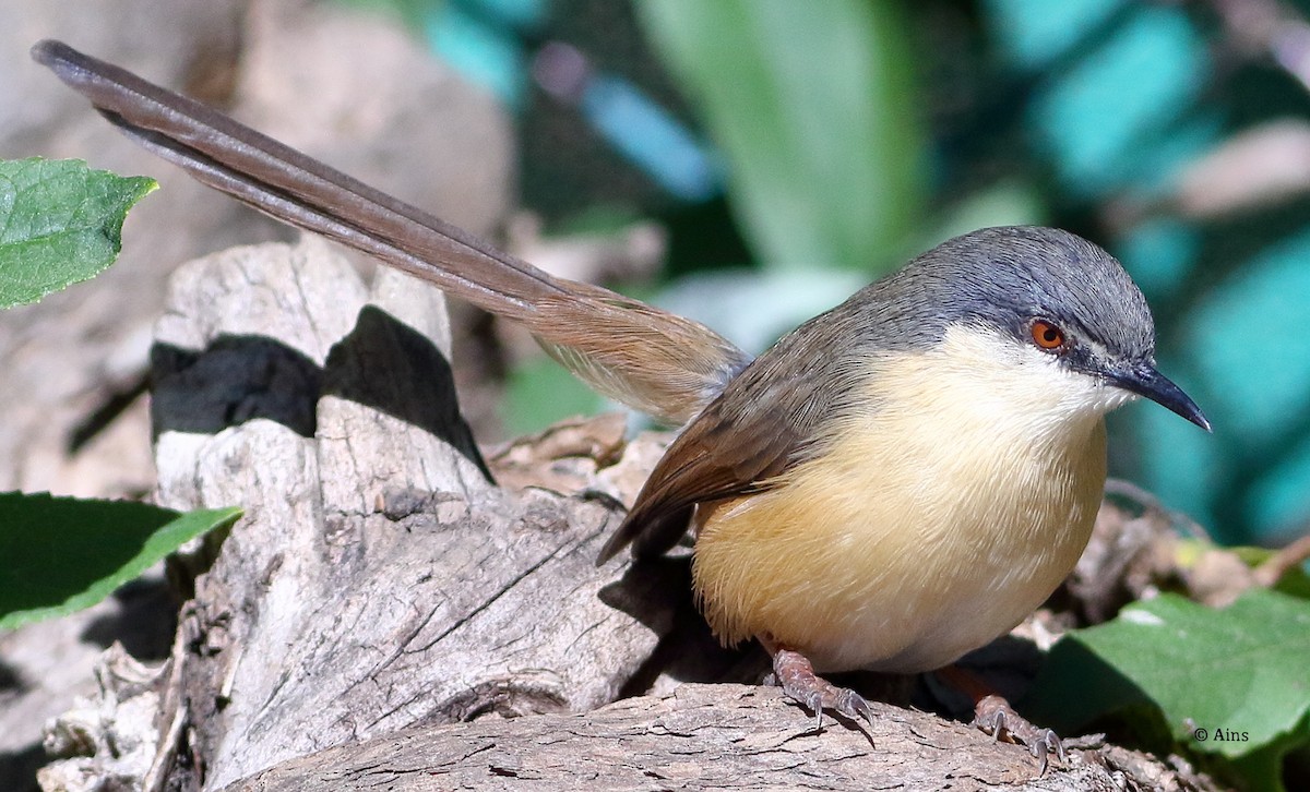 Ashy Prinia - ML529362381