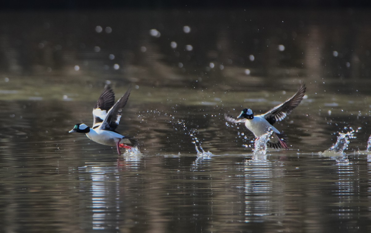 Bufflehead - ML529362731