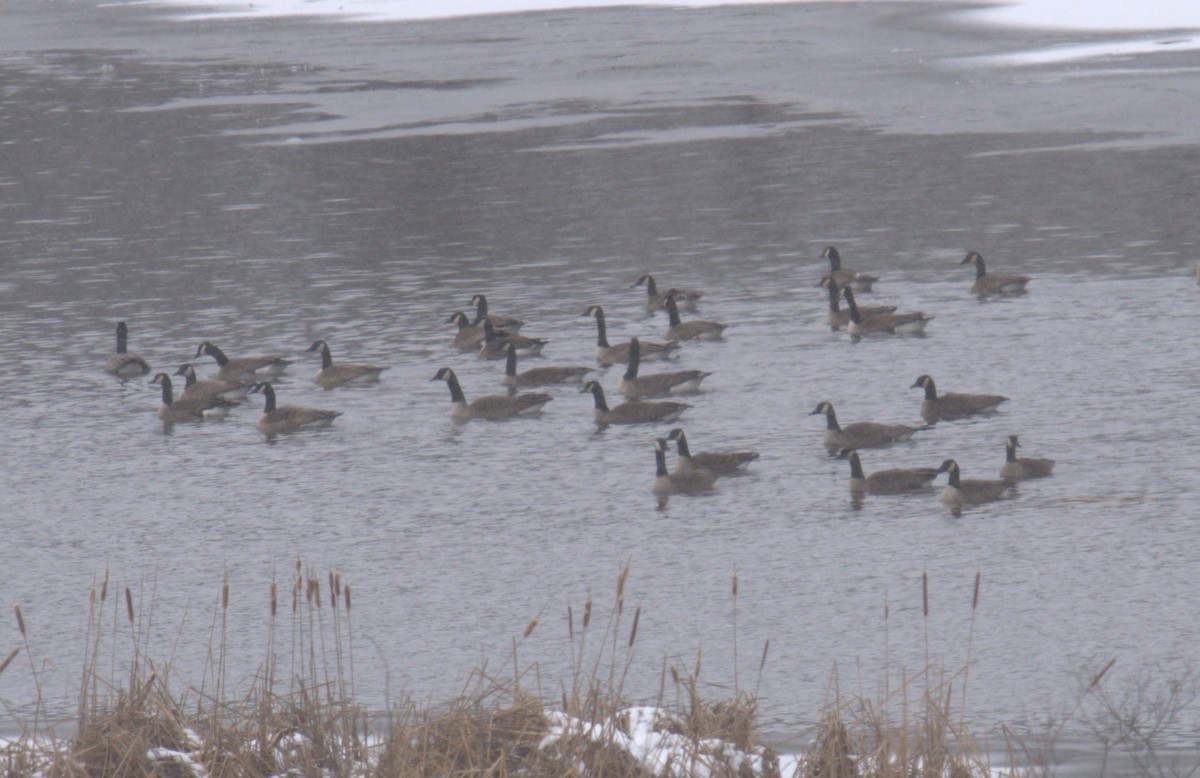 Canada Goose - ML529362791