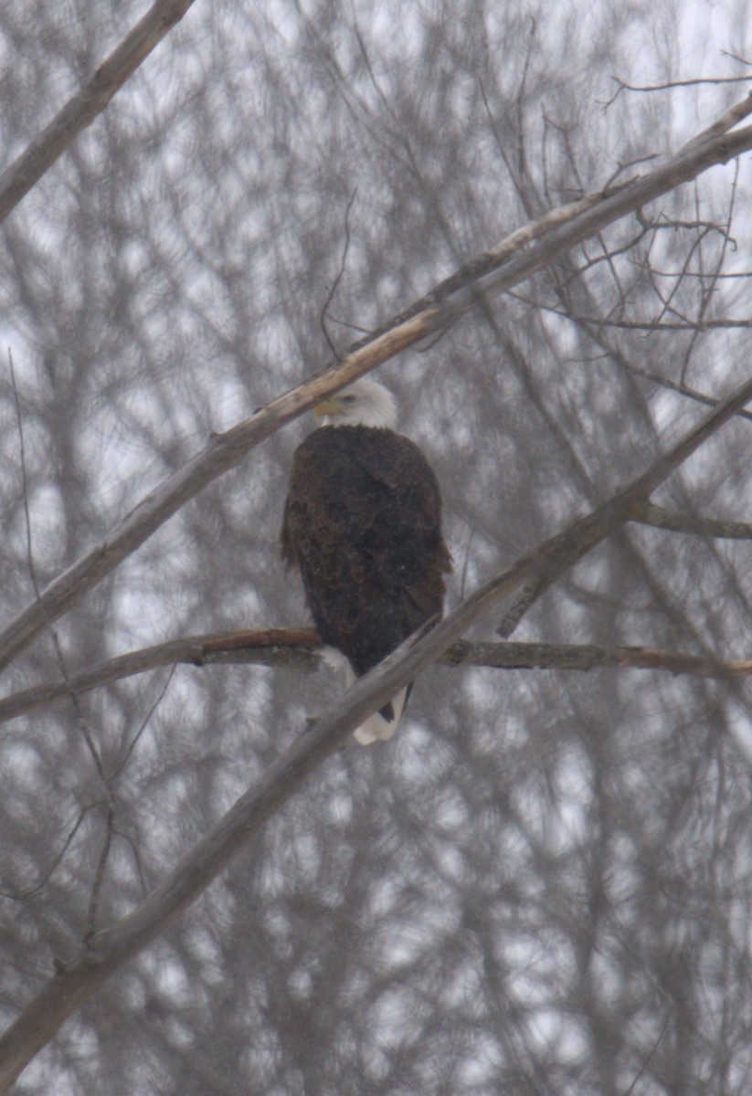 Weißkopf-Seeadler - ML529362851