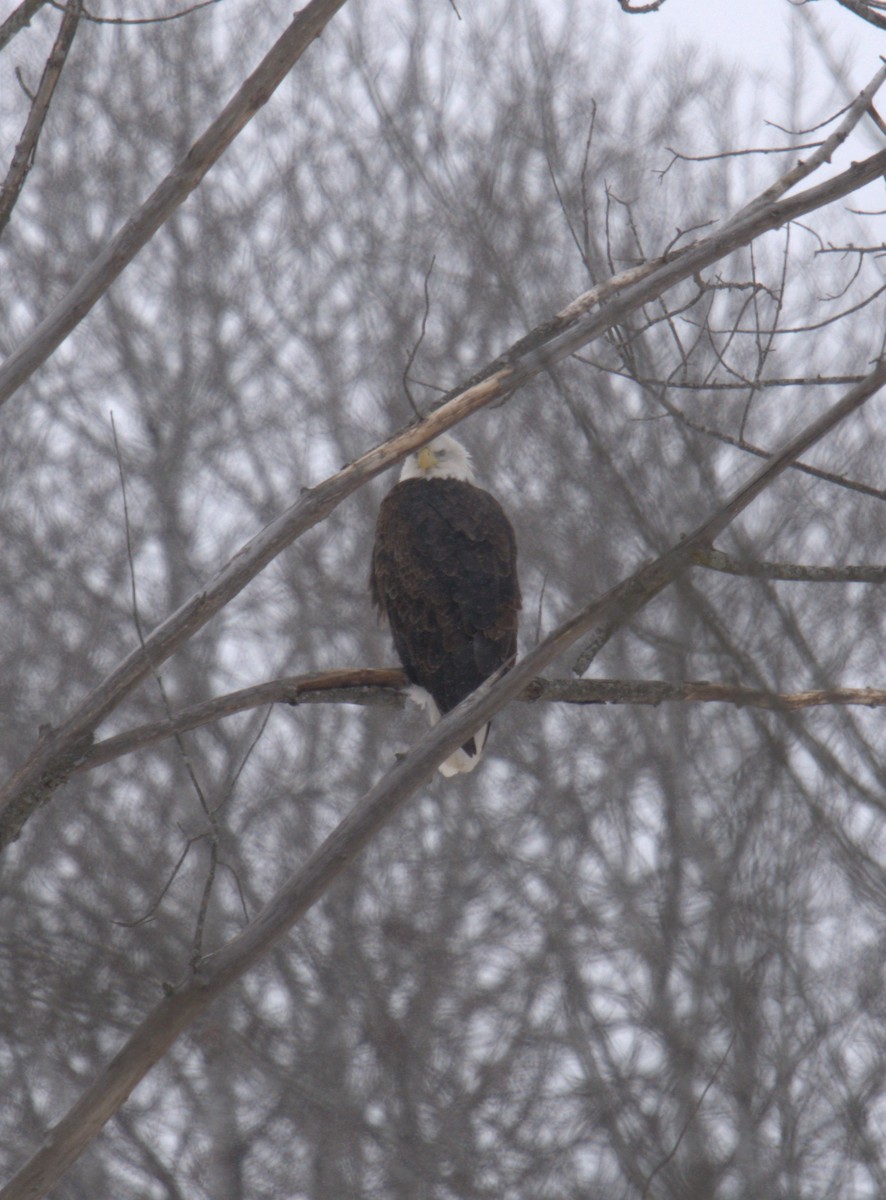 Bald Eagle - Cindy & Gene Cunningham