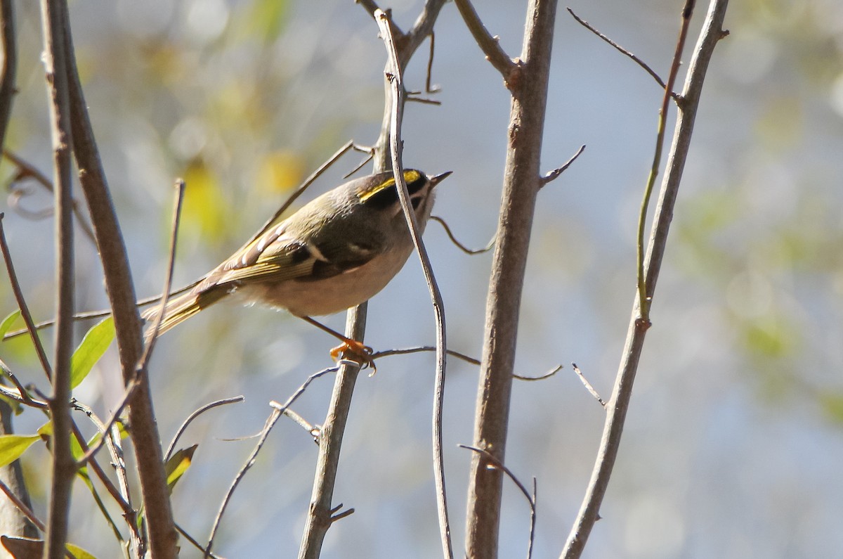 Golden-crowned Kinglet - ML529362981