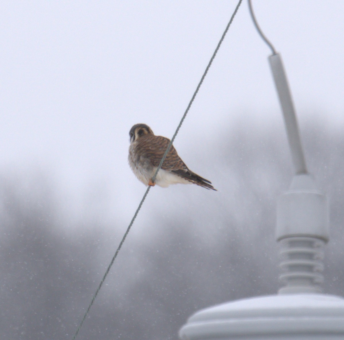 American Kestrel - ML529363091