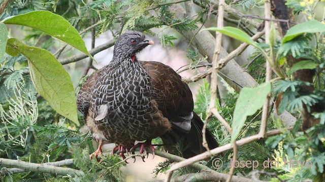 Andean Guan - ML529363101