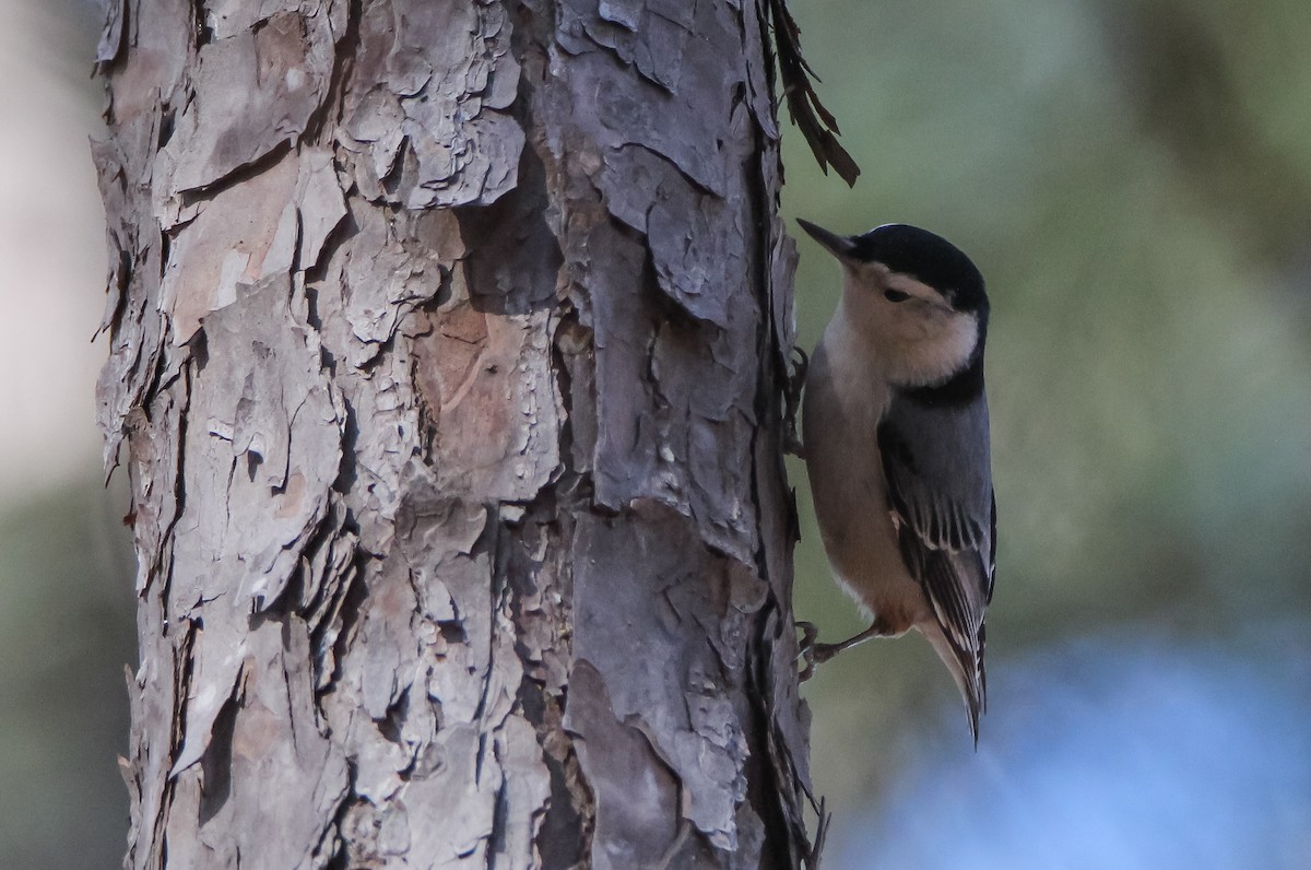 White-breasted Nuthatch - ML529363111
