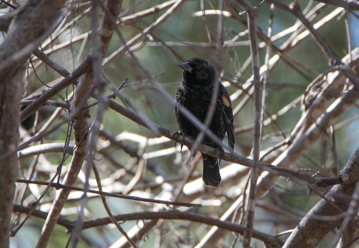 Red-winged Blackbird - ML529363481