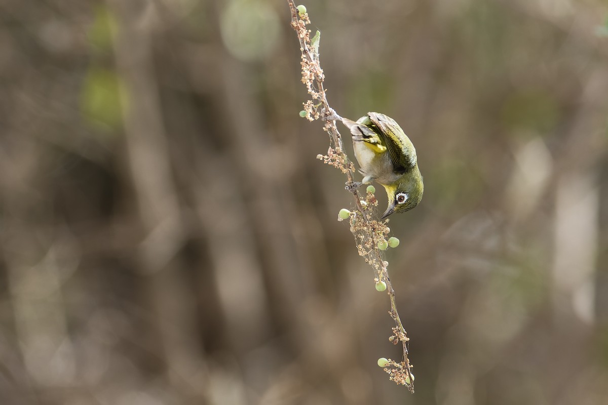 Heuglin's White-eye - ML529363741