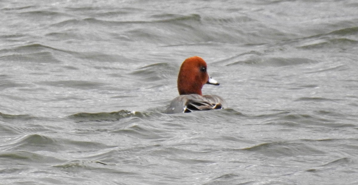 Eurasian Wigeon - ML52936431