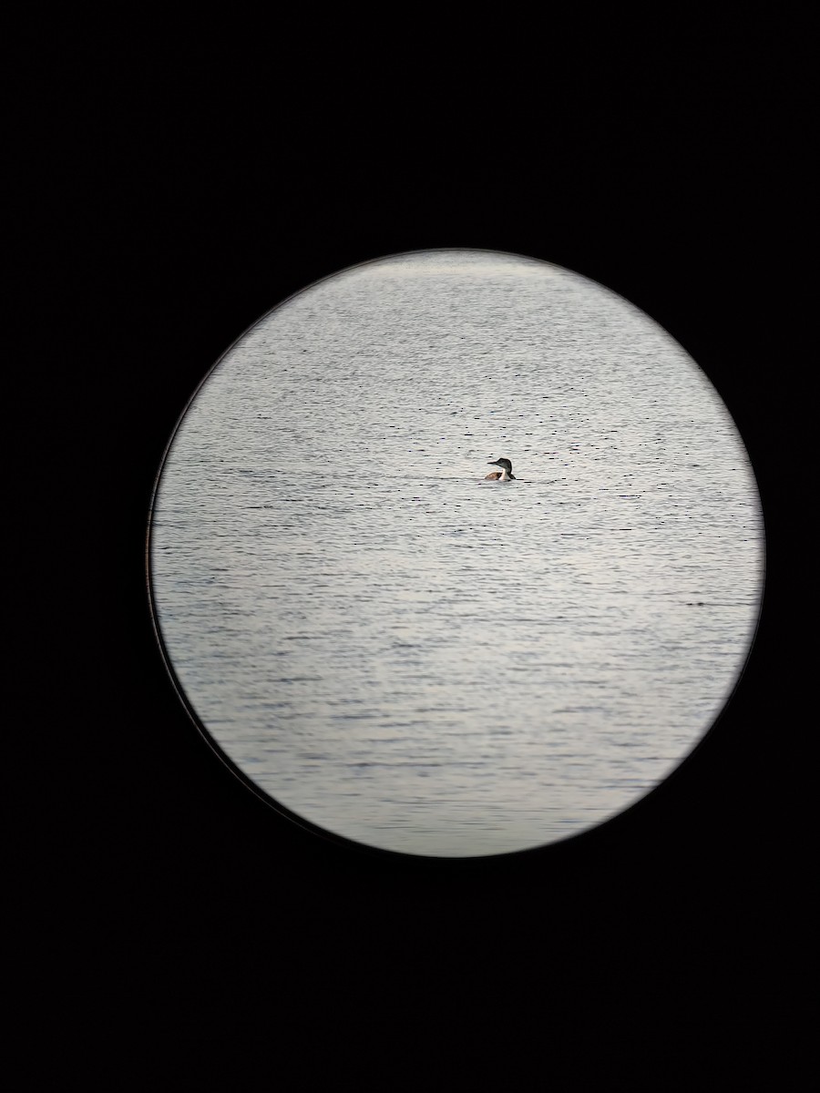 Common Loon - ML529365971