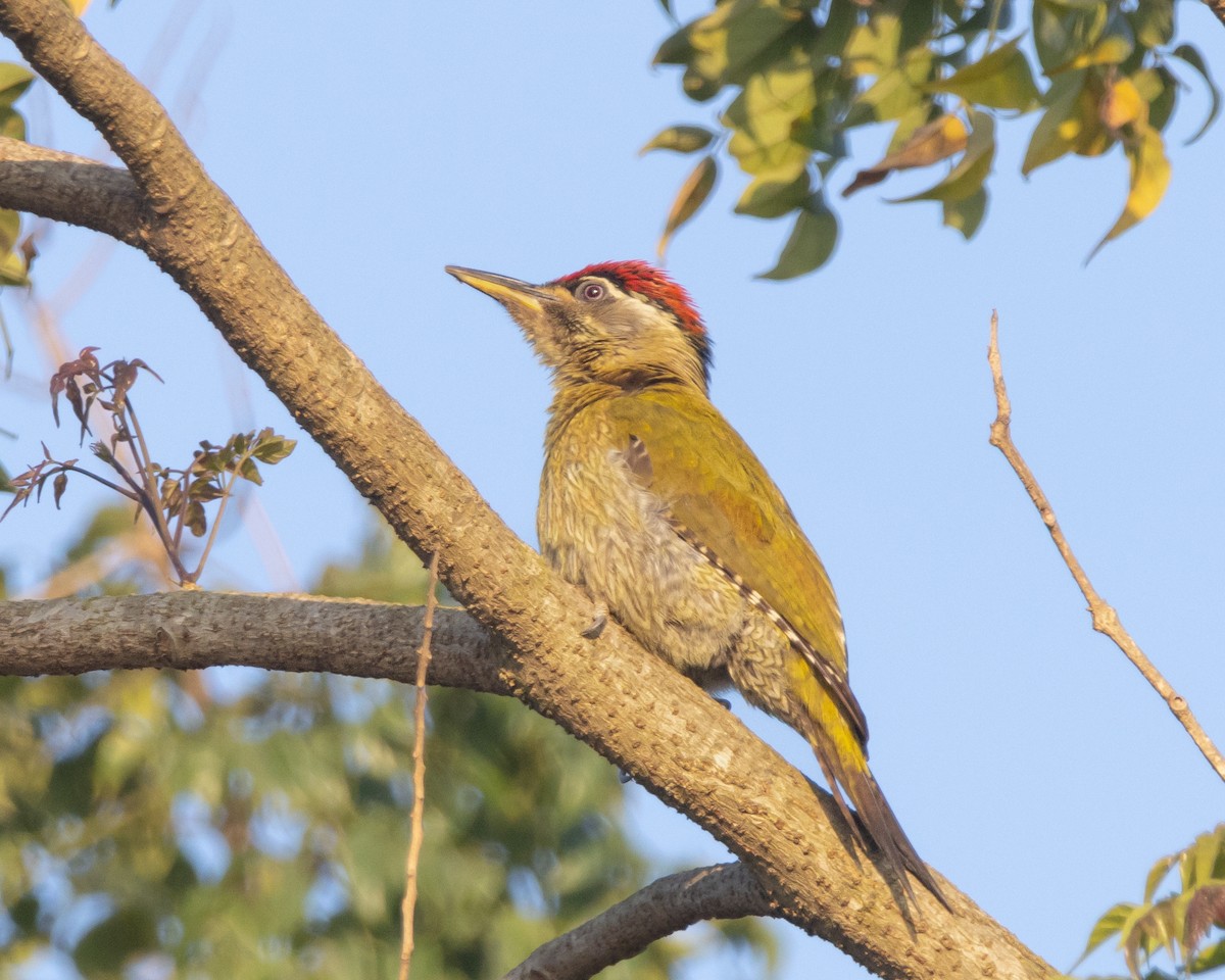 Streak-throated Woodpecker - ML529366251