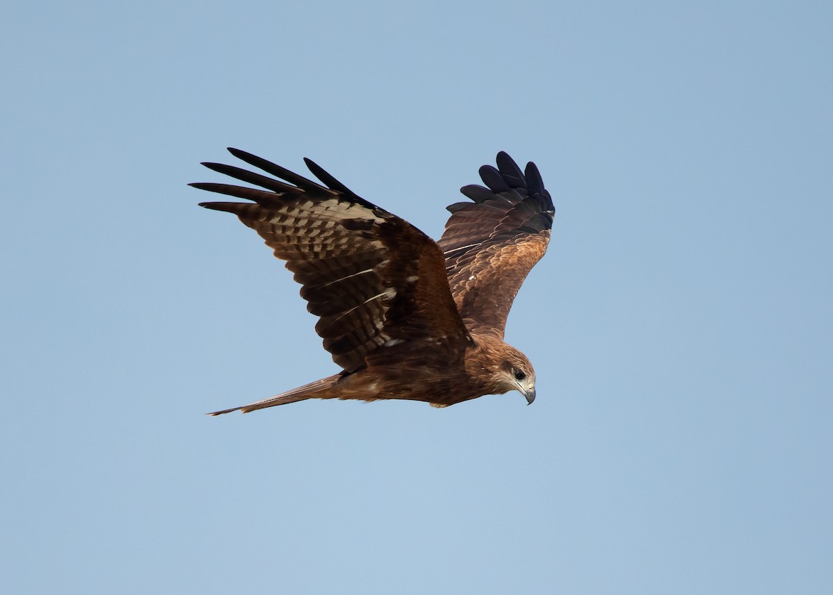 Black Kite (Black-eared) - ML529366291