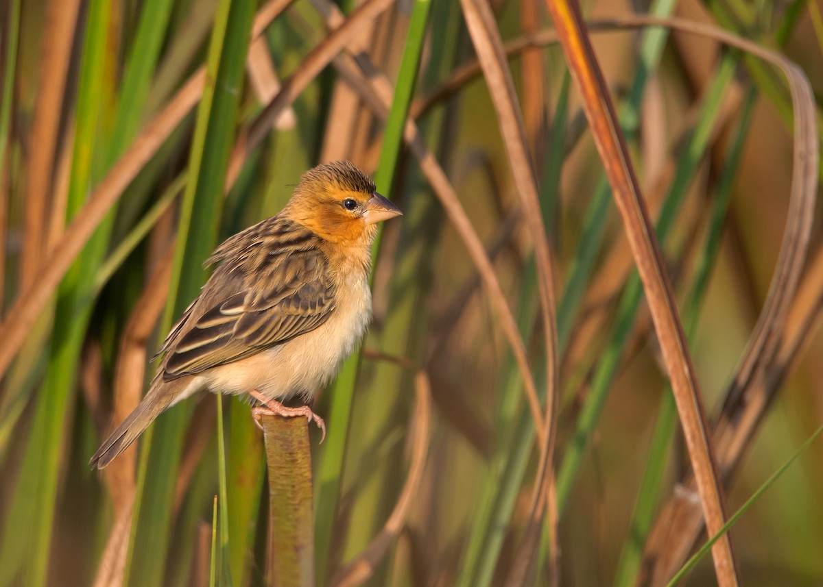 Asian Golden Weaver - ML529366461