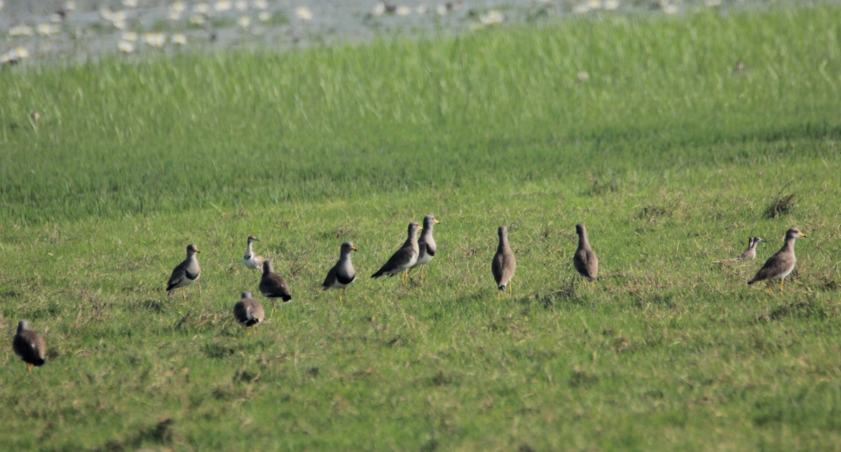 Gray-headed Lapwing - ML52936661