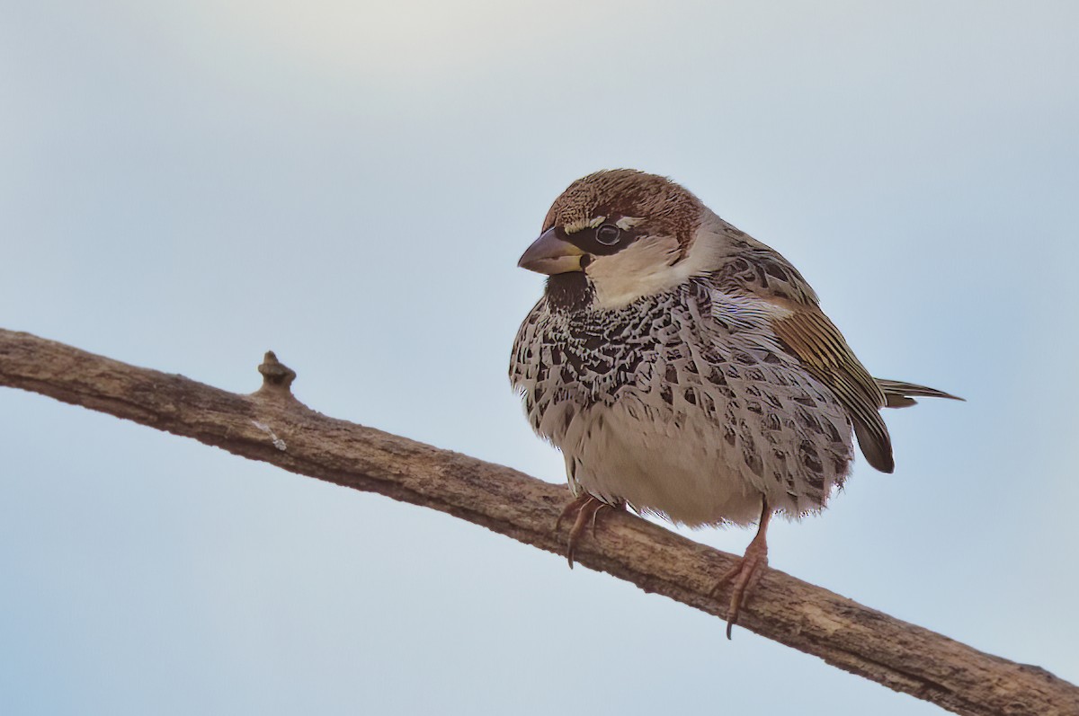 Spanish Sparrow - ML529367781