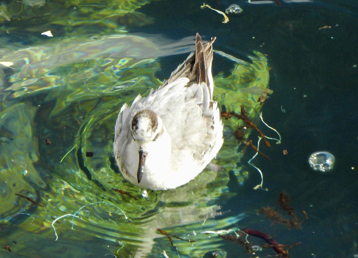 Улаан сэлээхэй - ML529368531