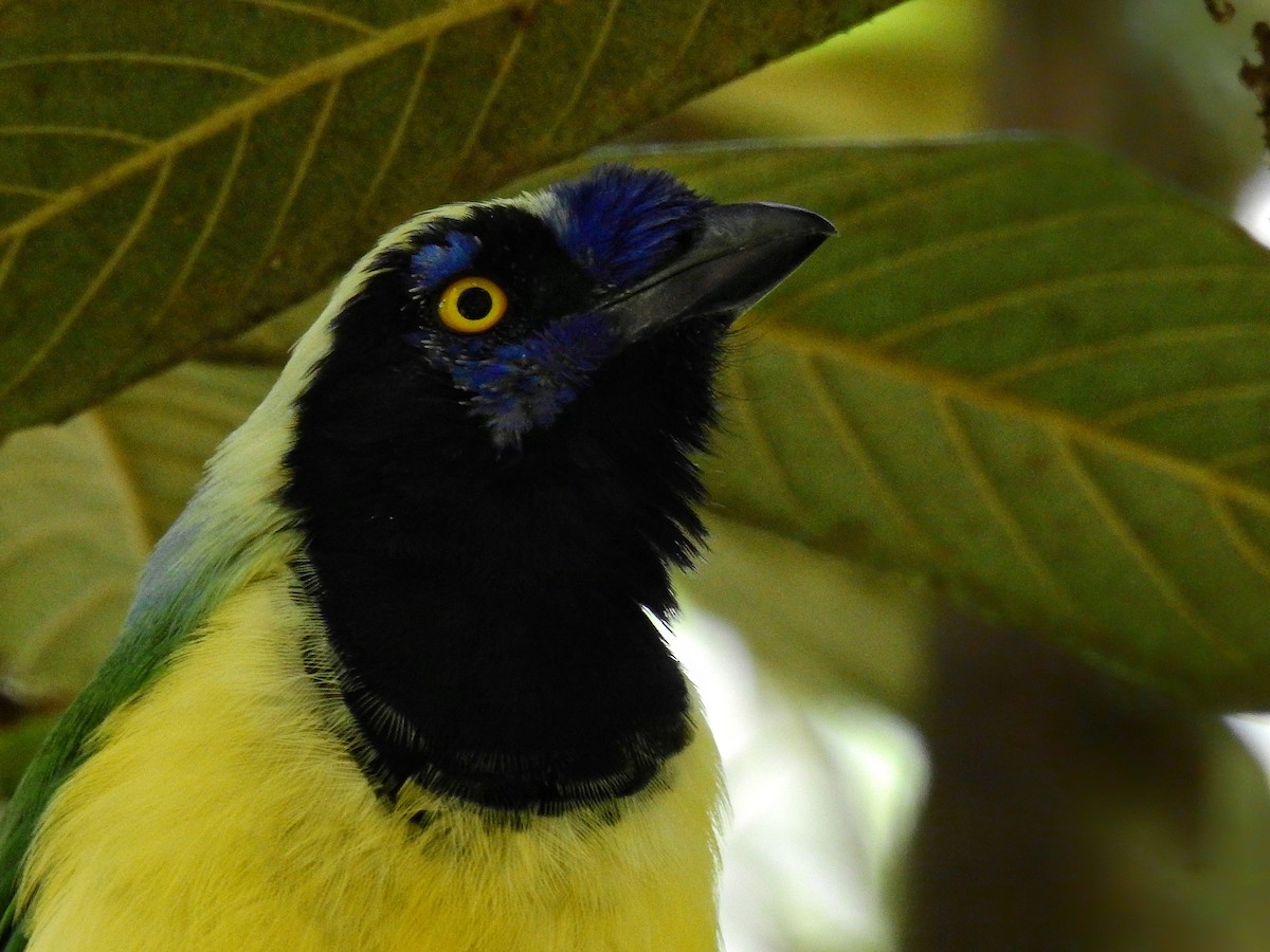 Green Jay (Inca) - ML529369961