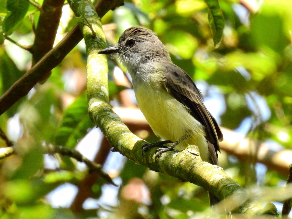 Dusky-capped Flycatcher - ML529370011