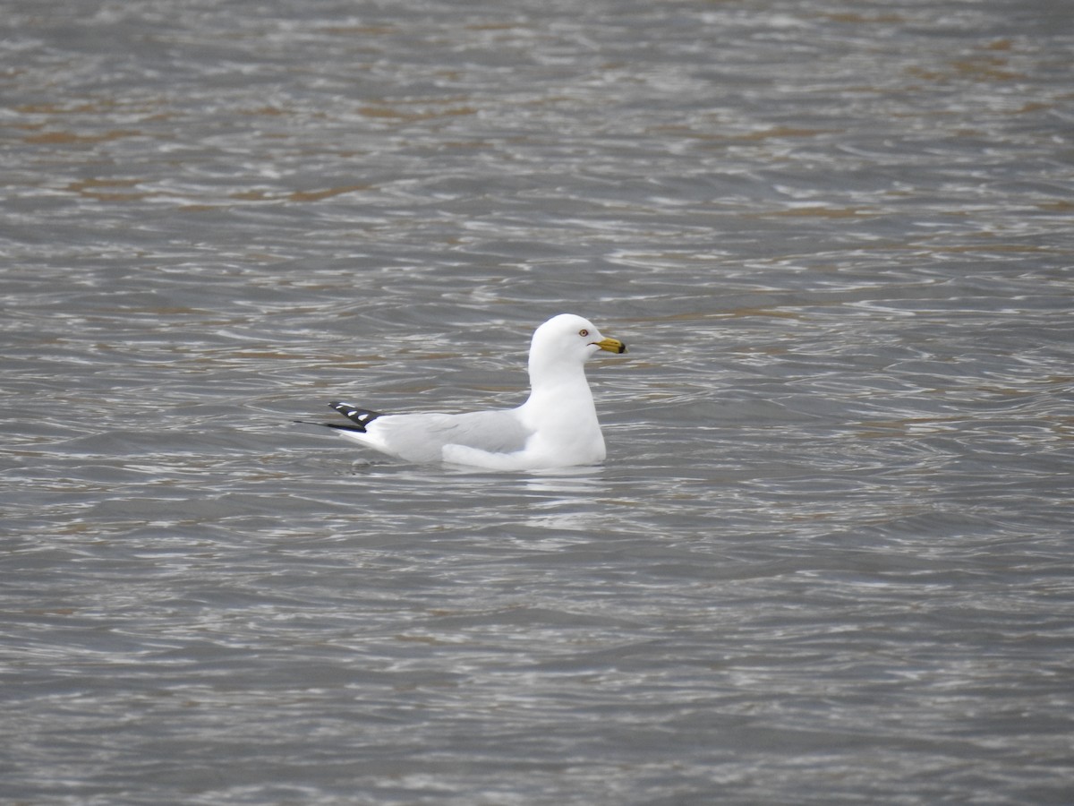 Ring-billed Gull - ML52937051