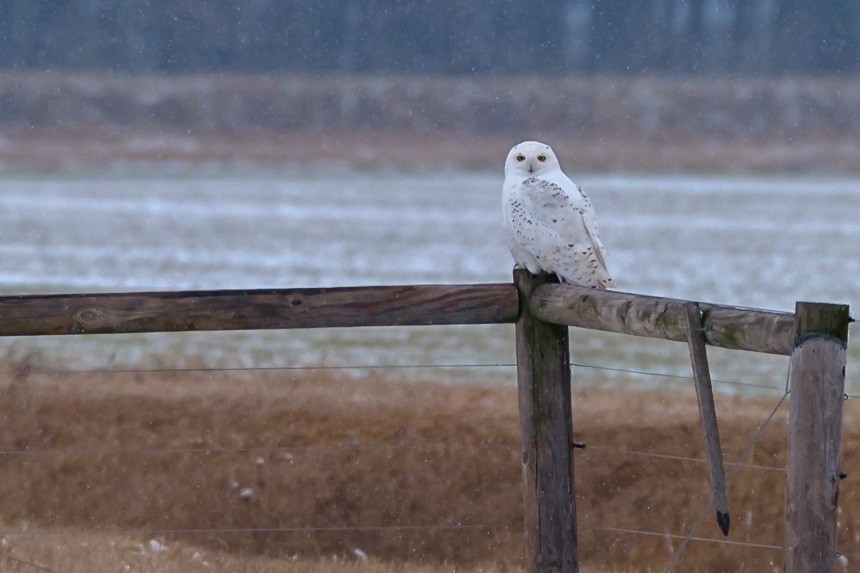 Snowy Owl - ML529370701