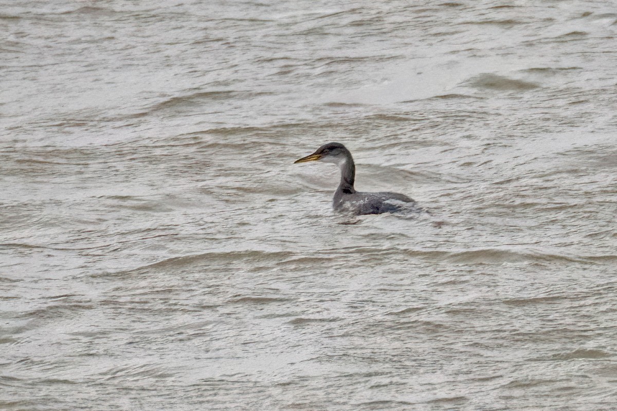 Red-necked Grebe - ML529372851