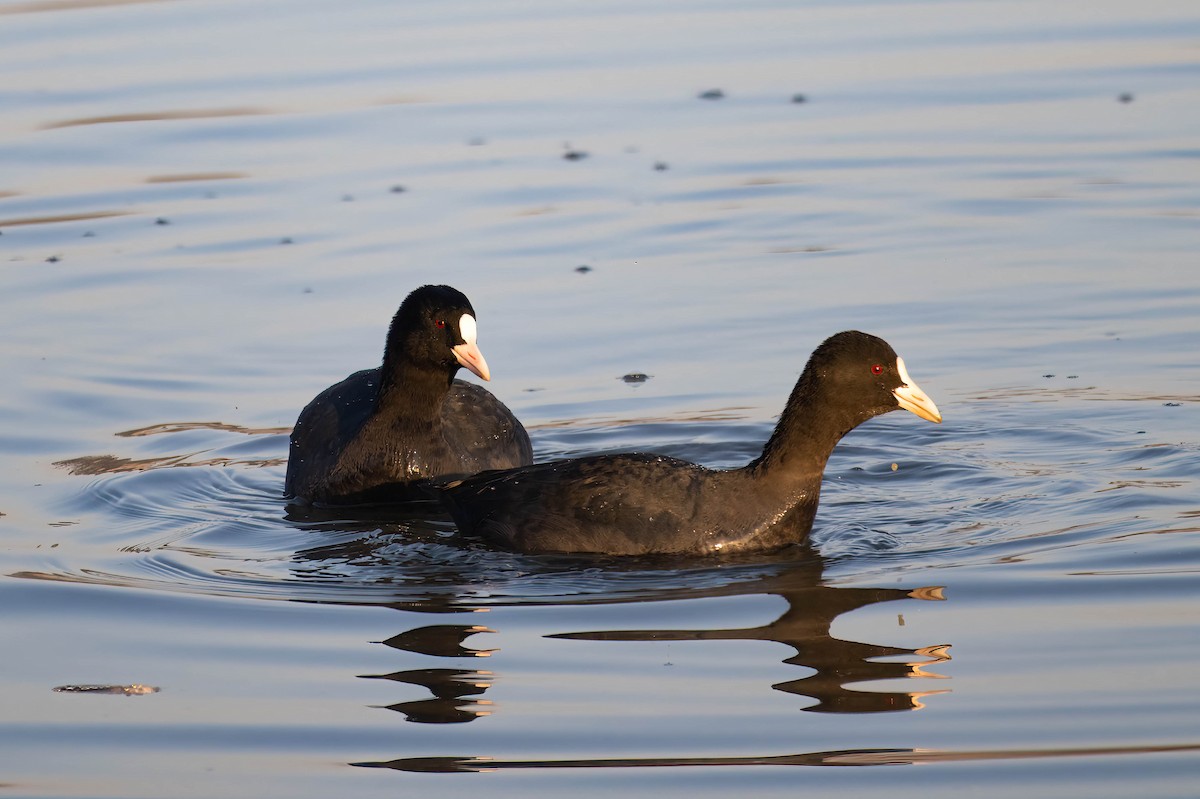 Eurasian Coot - ML529374171