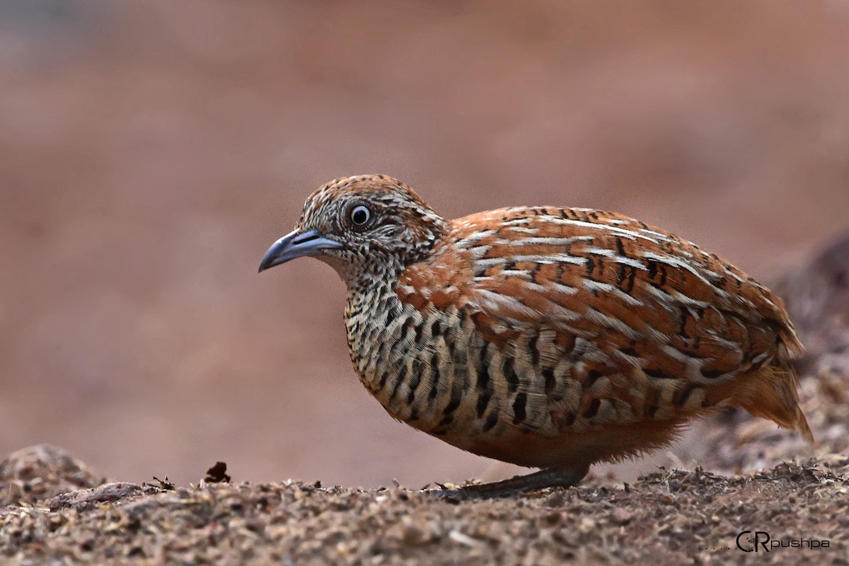 Barred Buttonquail - ML52937471