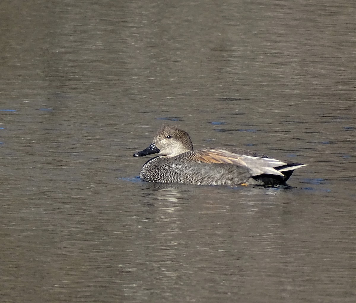 Gadwall - Ernie LeBlanc