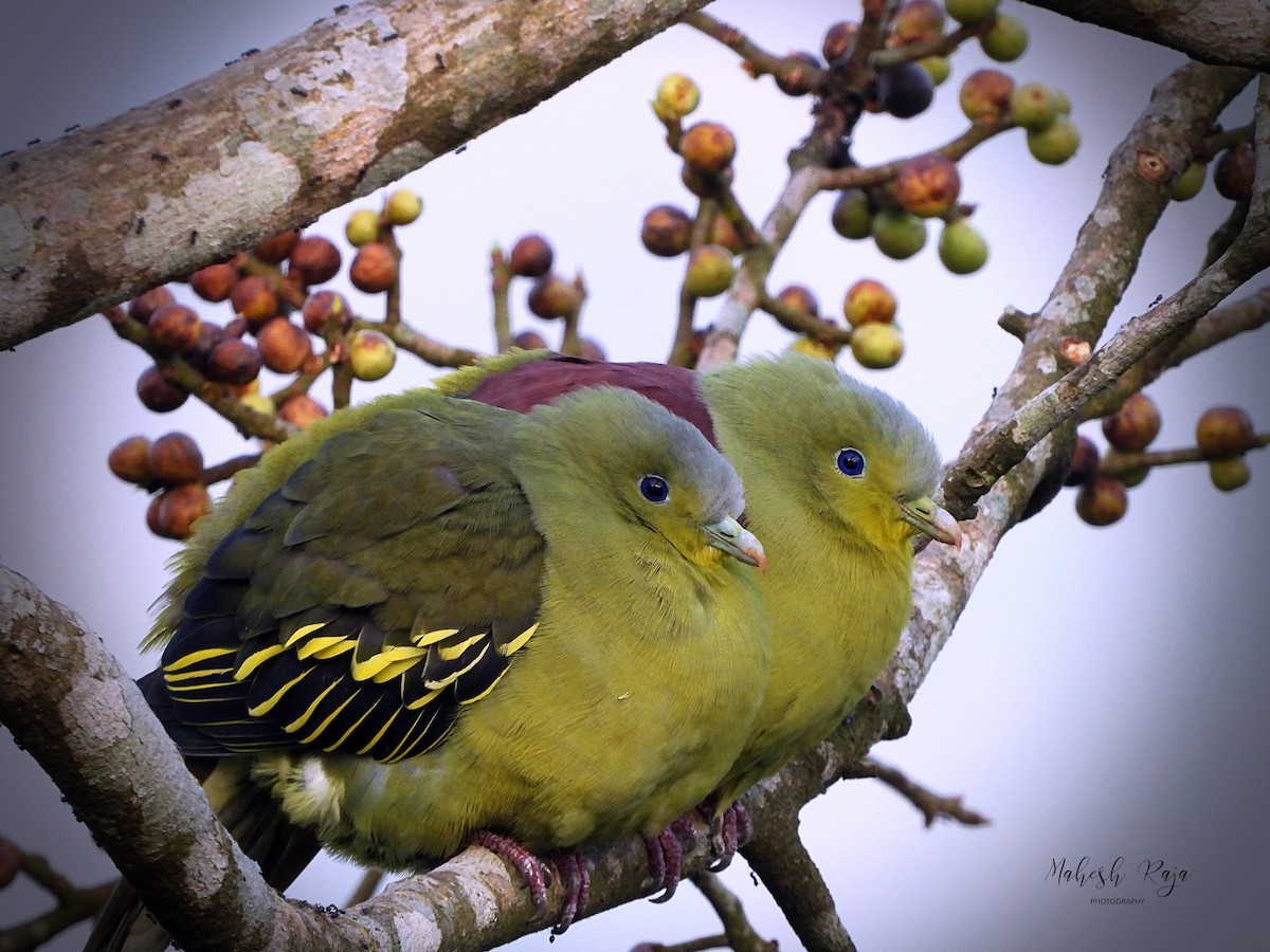 Gray-fronted Green-Pigeon - Mahesh  Raja