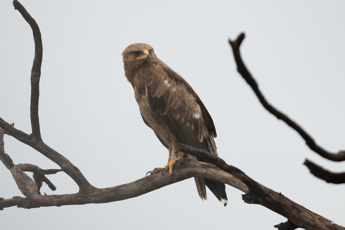 Wahlberg's Eagle - ML529377821