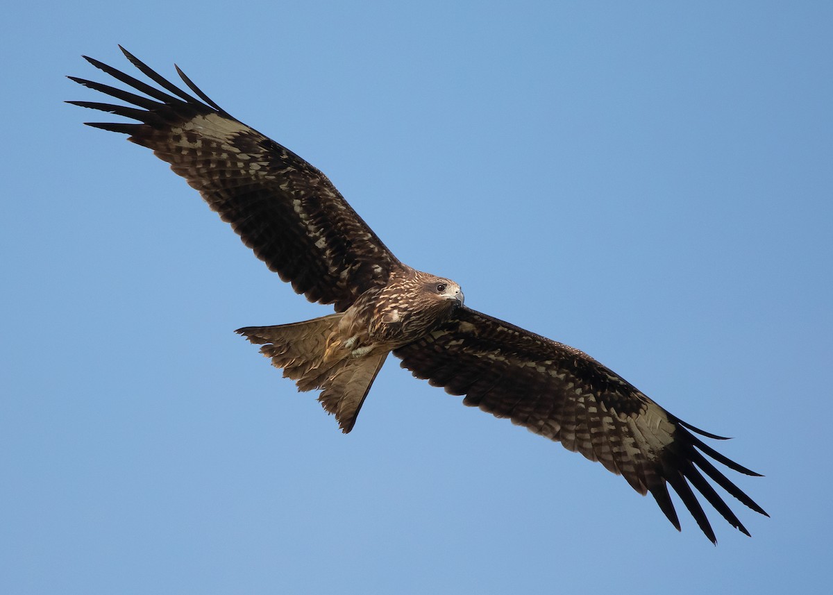 Black Kite (Black-eared) - ML529378041