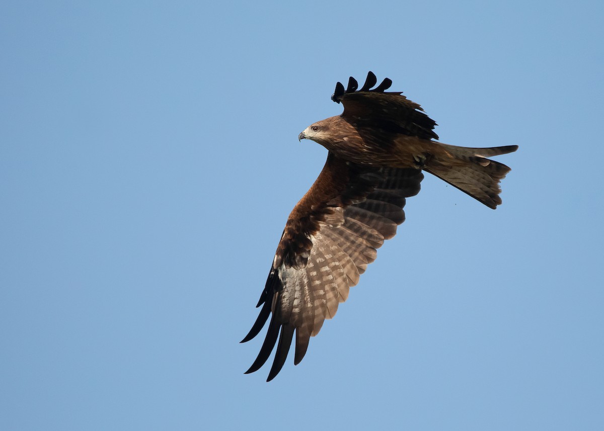 Black Kite (Black-eared) - ML529378051