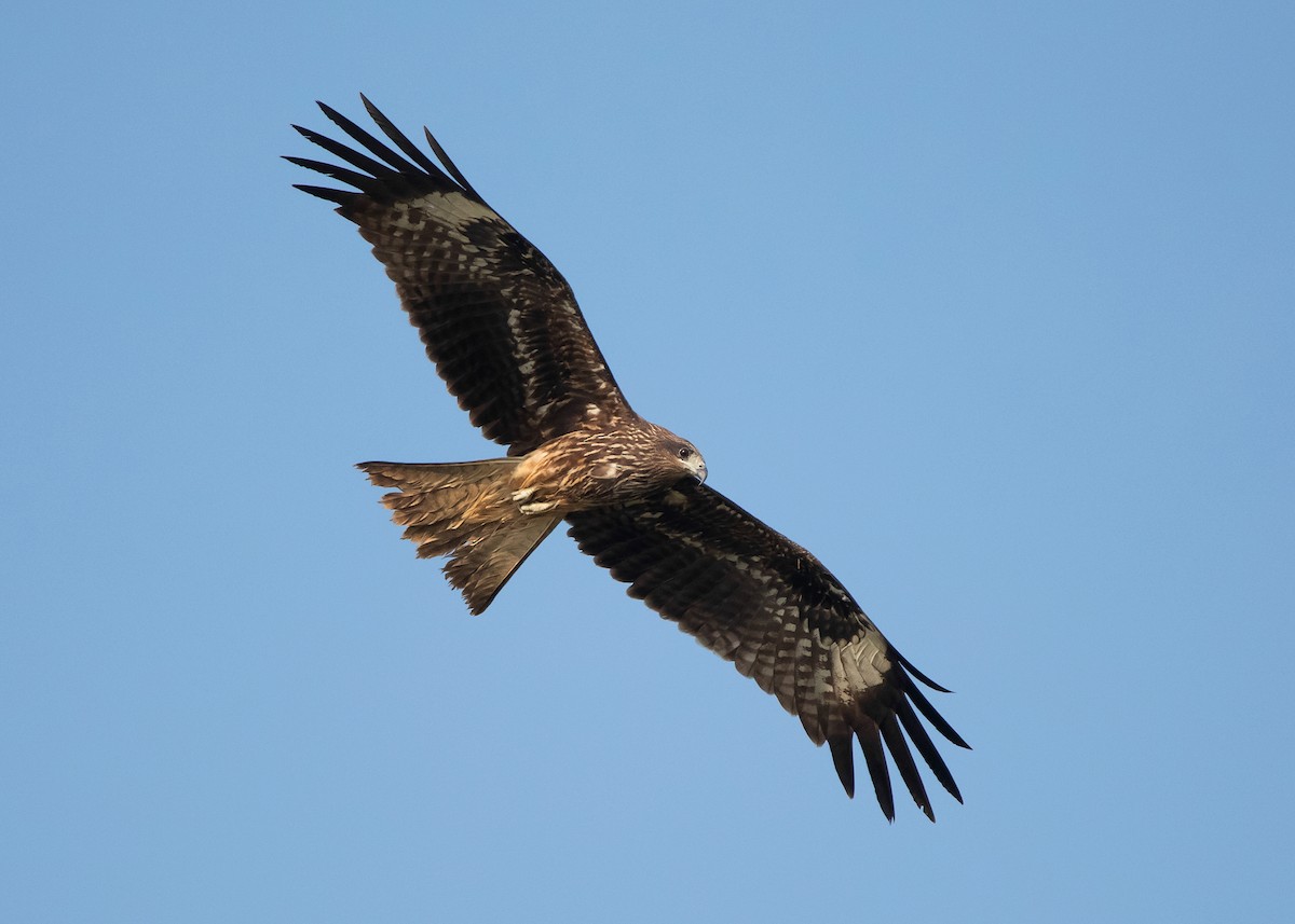 Black Kite (Black-eared) - ML529378061