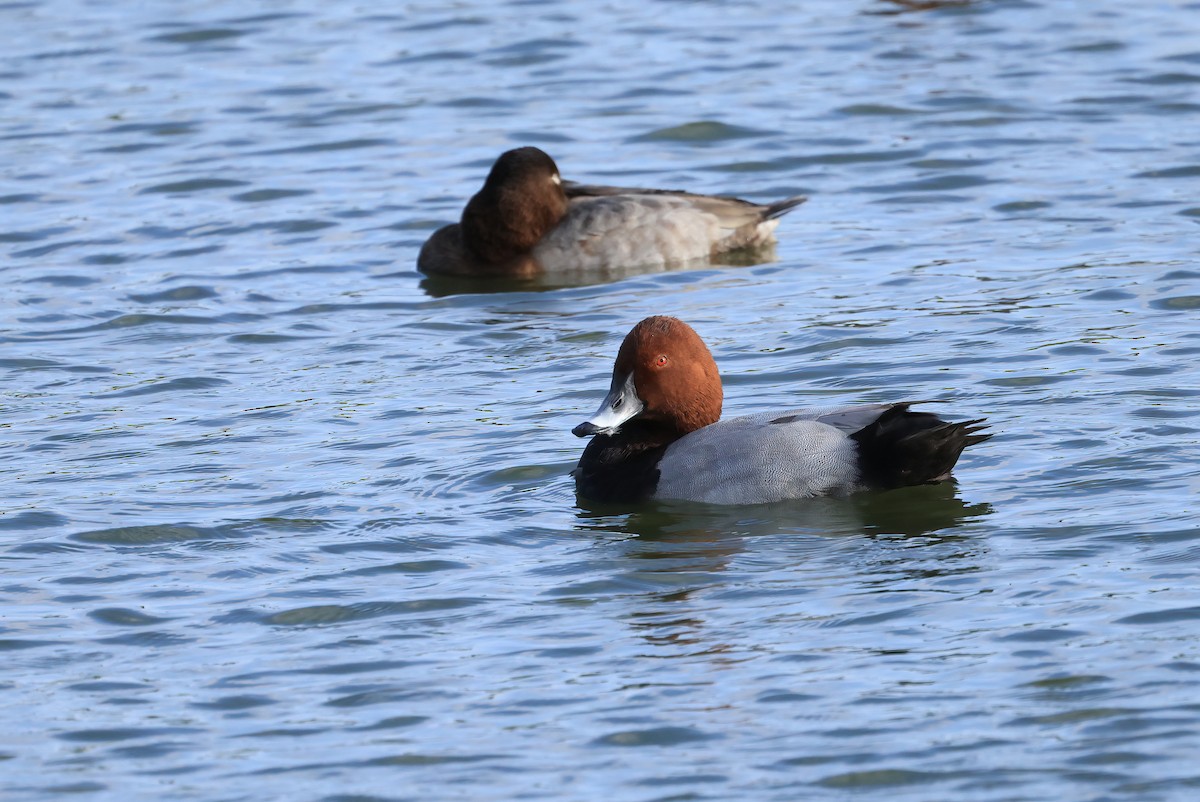 Common Pochard - Allen Lyu