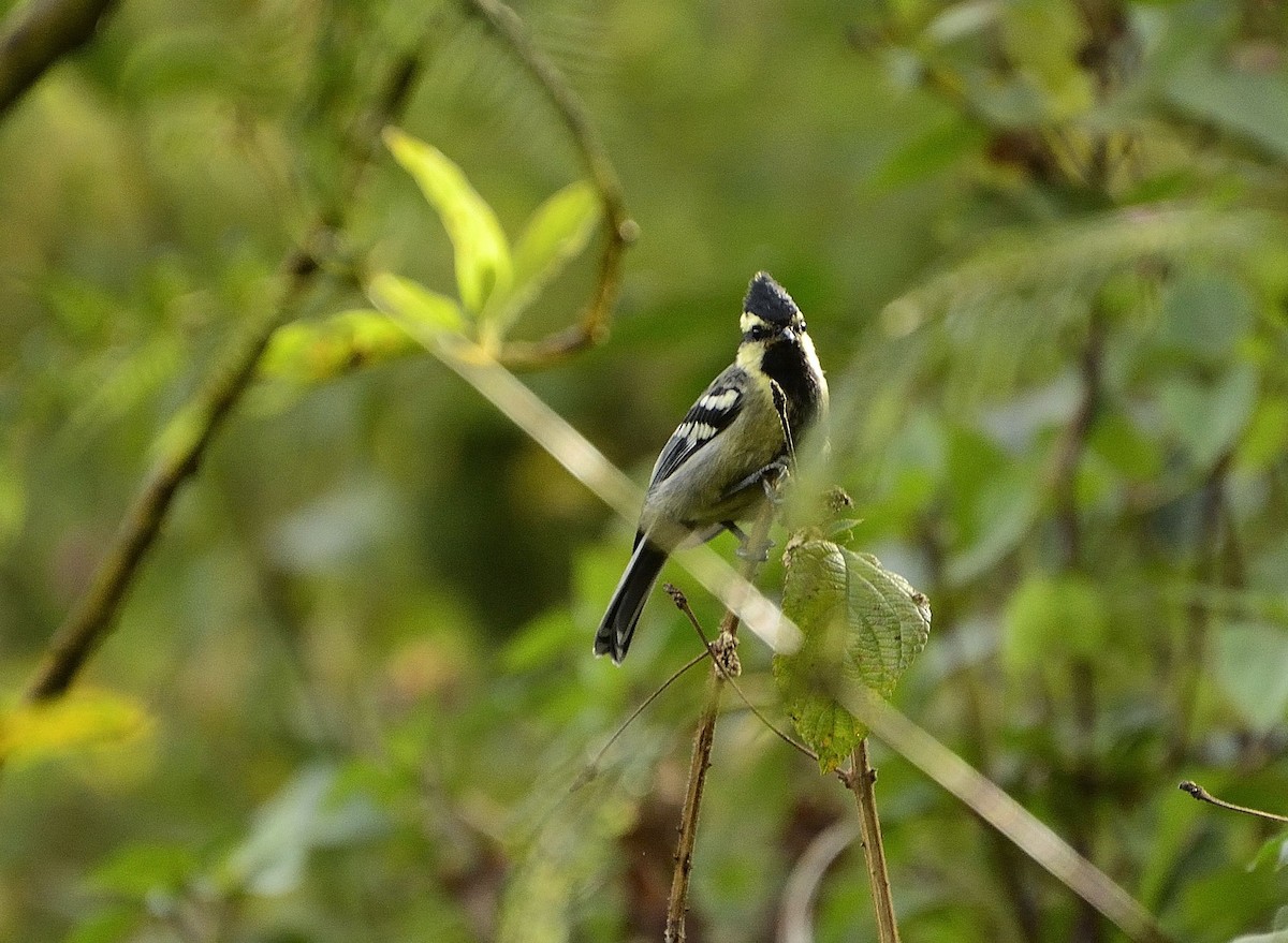 Mésange jaune - ML52937931
