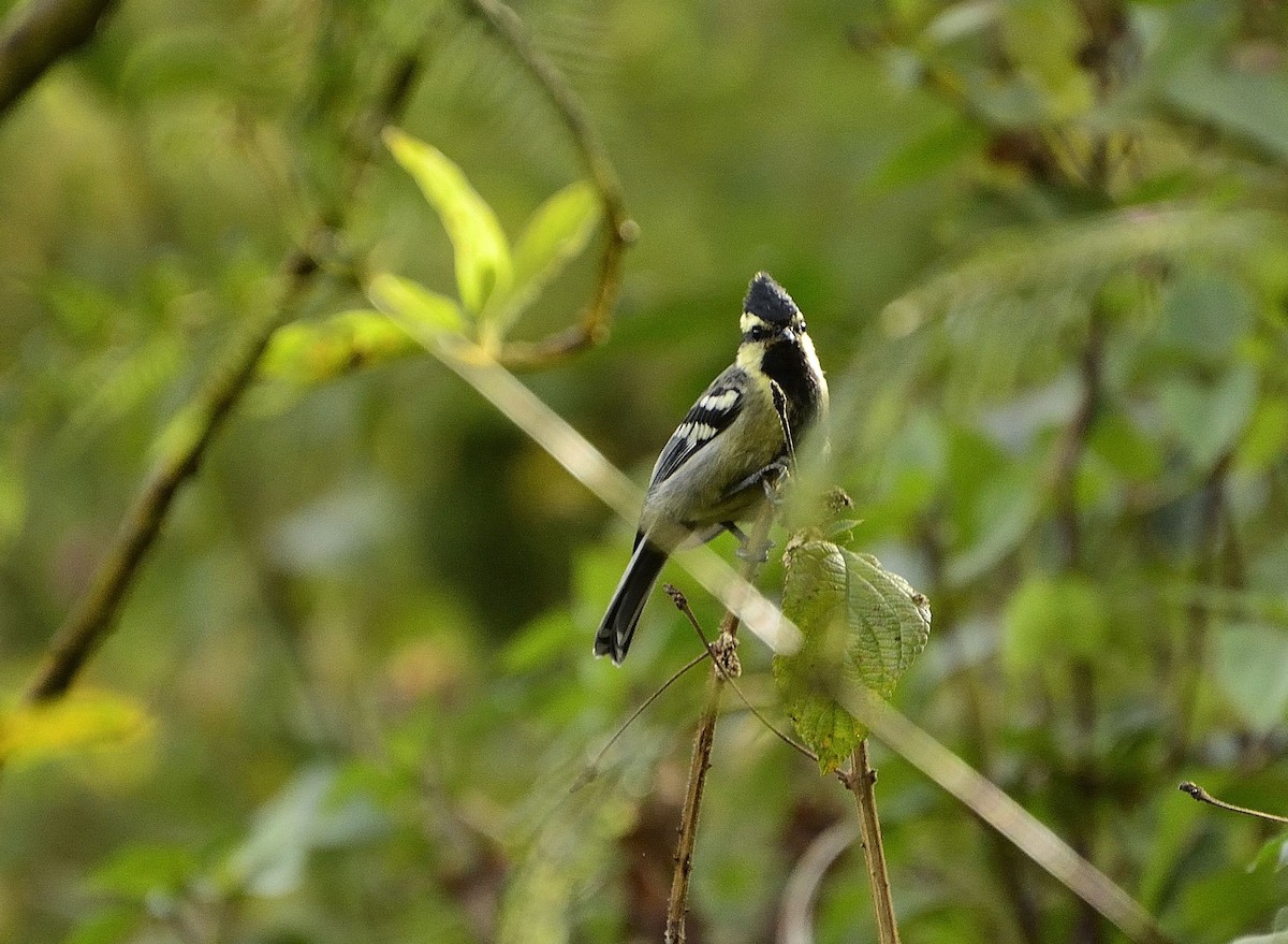 Indian Yellow Tit - ML52937931