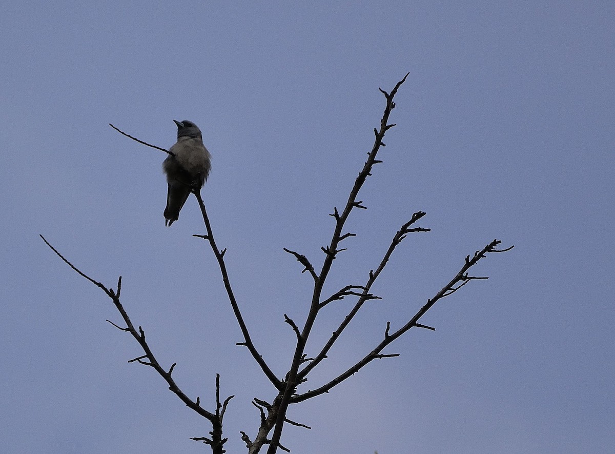 Ashy Woodswallow - ML52937981