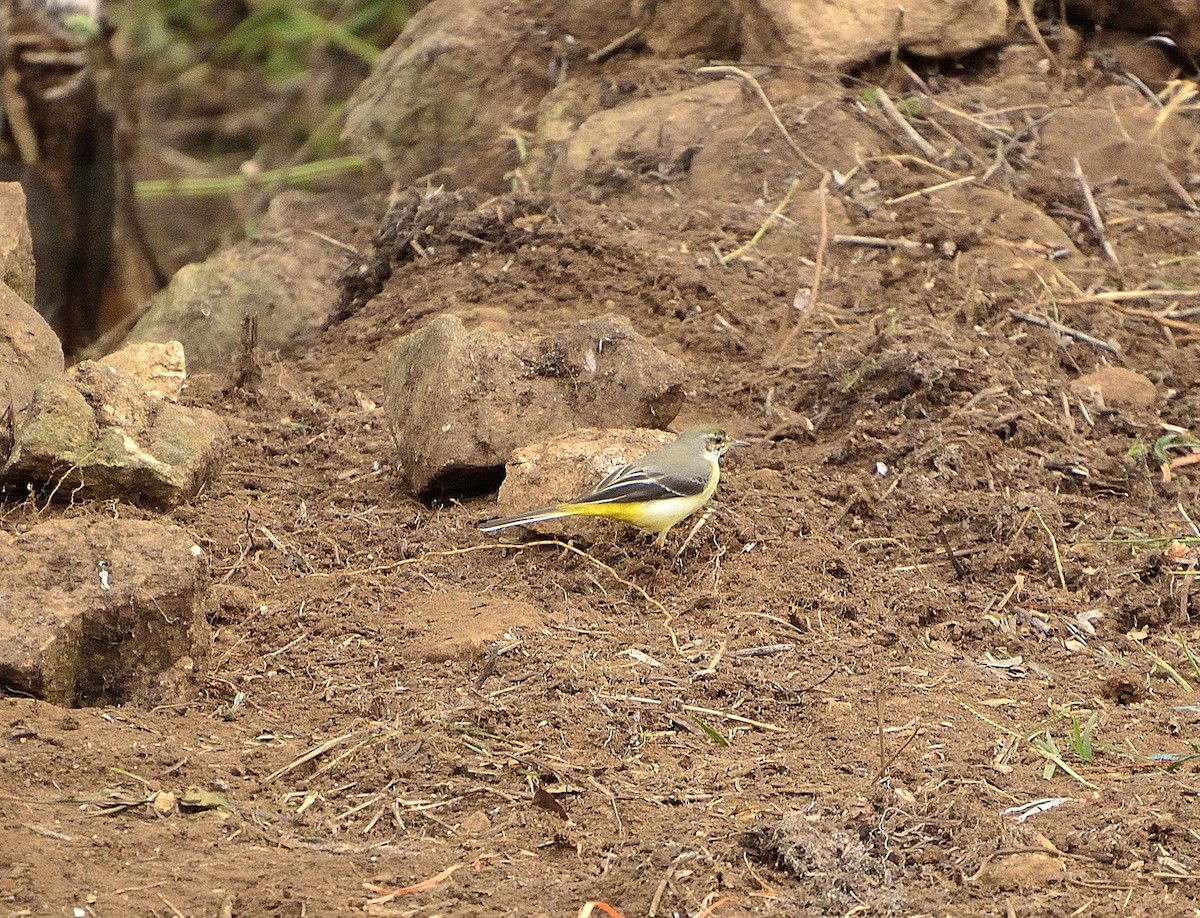 Gray Wagtail - ML52938021