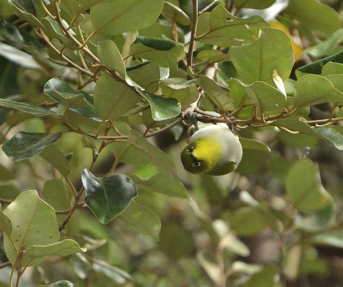 Indian White-eye - ML52938041