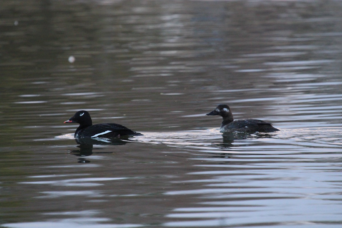 White-winged Scoter - Kathryn Dick