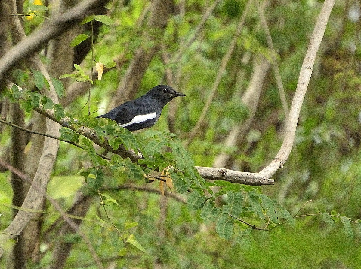 Oriental Magpie-Robin - ML52938101